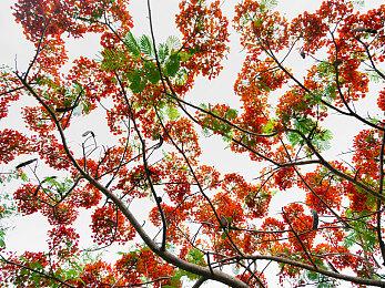 日本网红回应买黄牛NS2评测引非议 没犯法毫不在意